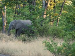 Slon na cestě v Moremi