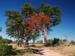 Stromy mopane
