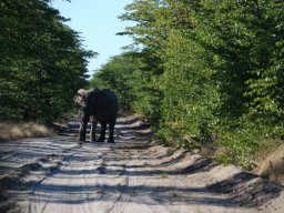 Slon na cestě - kdo má pevnější nervy