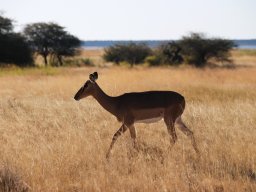 Antilopa skákavá