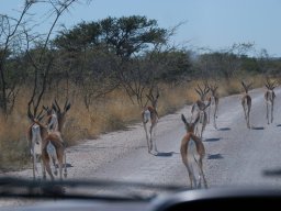 Antilopy před autem